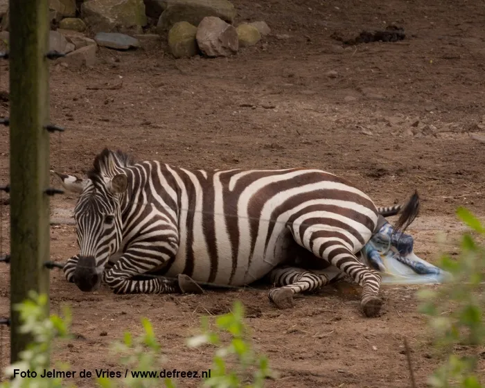 pzrpqoodkim0sa684a7ch8q94 145198