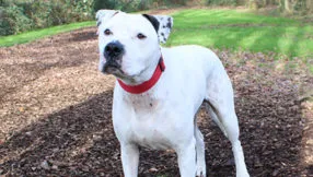 rambo dierentehuis arnhem en omstreken1 286x162