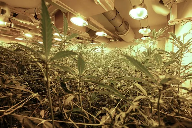 rechtbankhennepkwekerij1