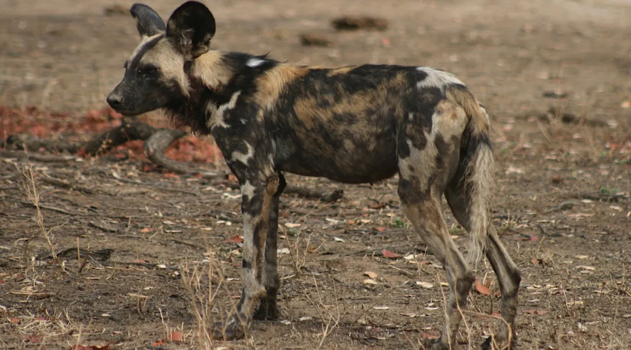 rhhapdi1xco3han2hsmy6i2q1 wildehond1