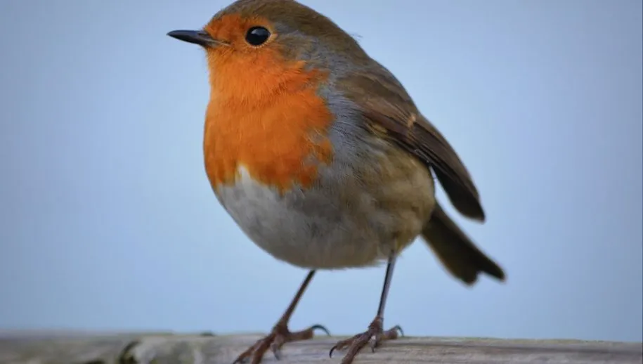 roodborstje ben kerkckx pixabay 915x518