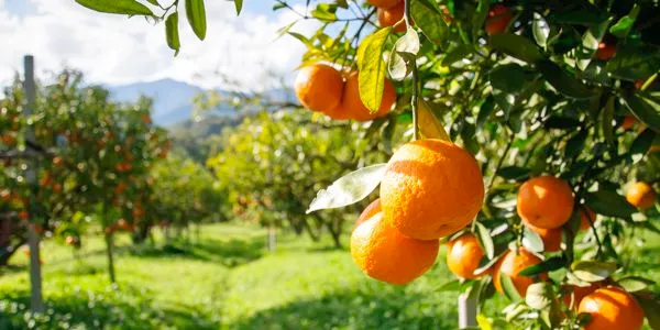 rozenkruisgeestelijkegaven 066949 f37c639af9cd4970b2db23bfff8210abmv2