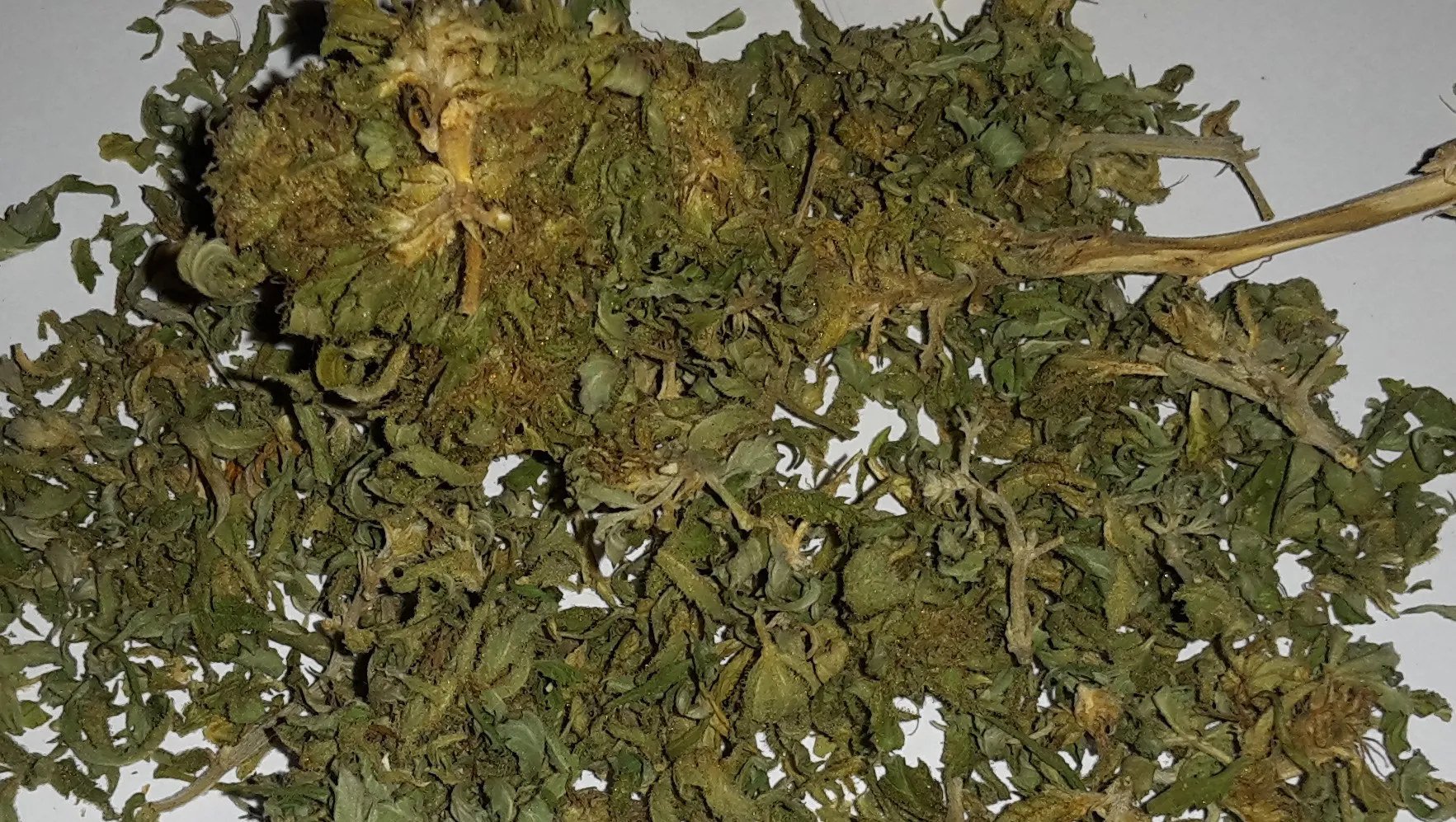 s4j2ajwlu587f2kyg0fqkpsfc wiet hennep joint coffeeshoparnhem nieuws