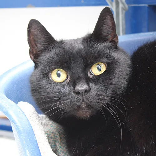 saartje 28759 2e foto 1