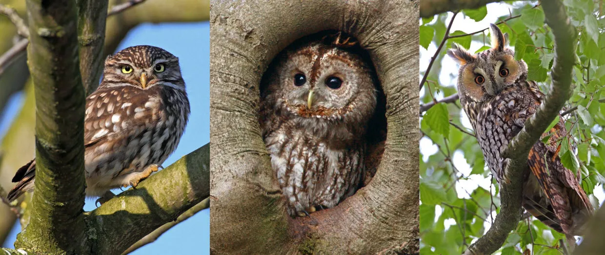 scqdmg6lbhscuad4phagsy3el uilentrio koos dansen 2