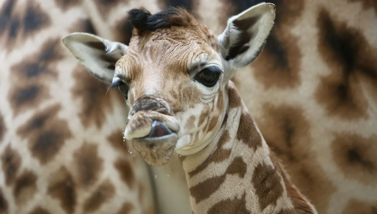 sg2vqavzu5lo9g1g480nwhyss arnhemburgerszooafrika 2