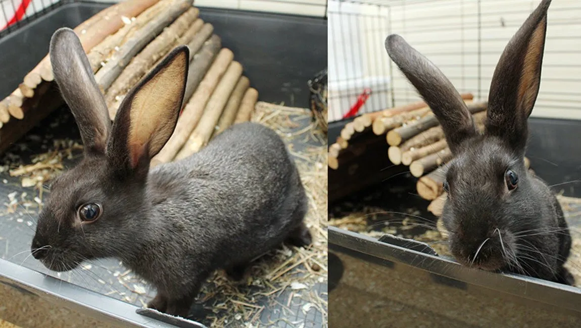 smokey dierentehuis arnhem en omstreken