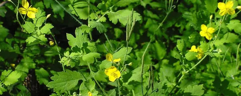 stoepplantstinkendegouwe natureku leuven4dec 9ec4 ad4adc7652e2jpgh340w848fmtwebpv1628831056