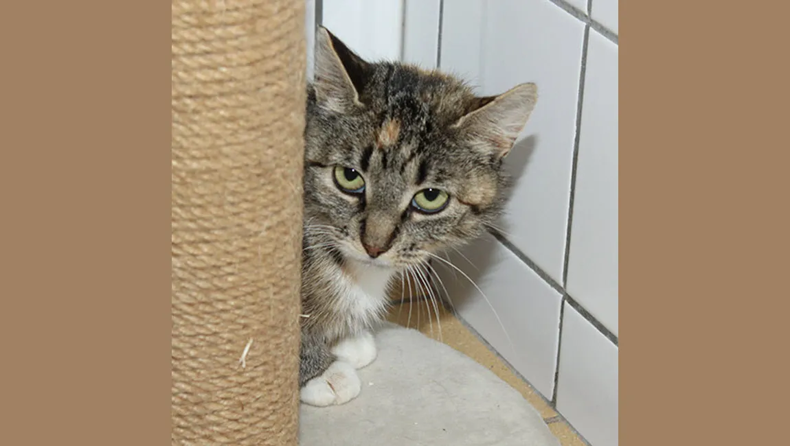 suus dierentehuis arnhem en omstreken