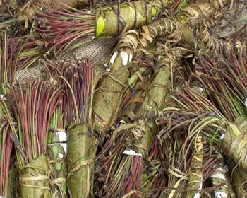 syp6kxch3o96h1f0kseure86u 194503