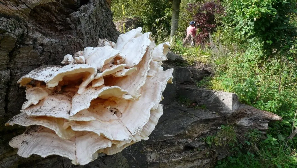 tnb0r1lkzdk9yq0b59pf9iryu ivnmaria pompearnhem