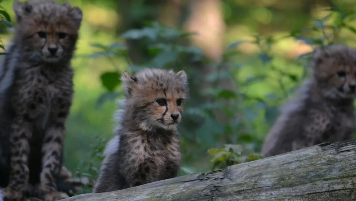 tr53ovrxuhpfz4dup3zmu4ewz burgerszooarnhemnieuwssvenhans20140813 13