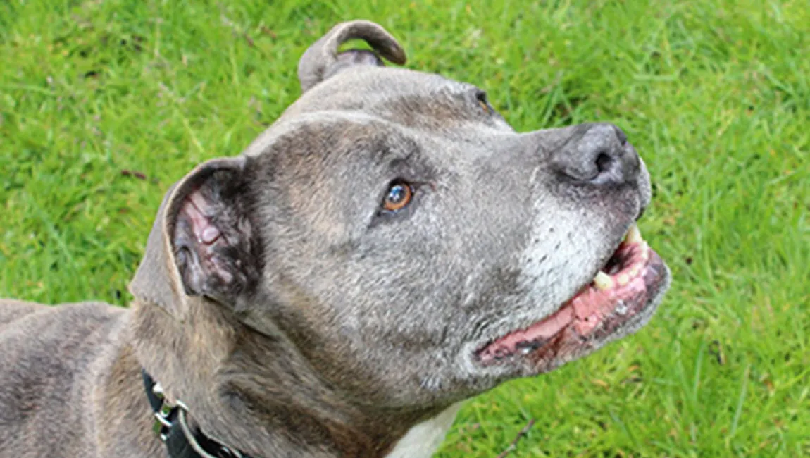 truus dierentehuis arnhem en omstreken