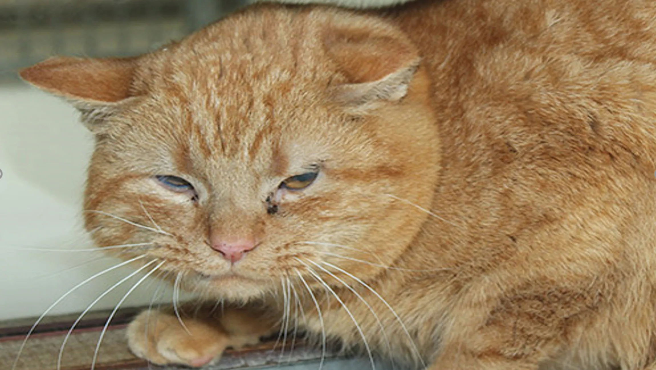 tukker dierentehuis arnhem en omstreken