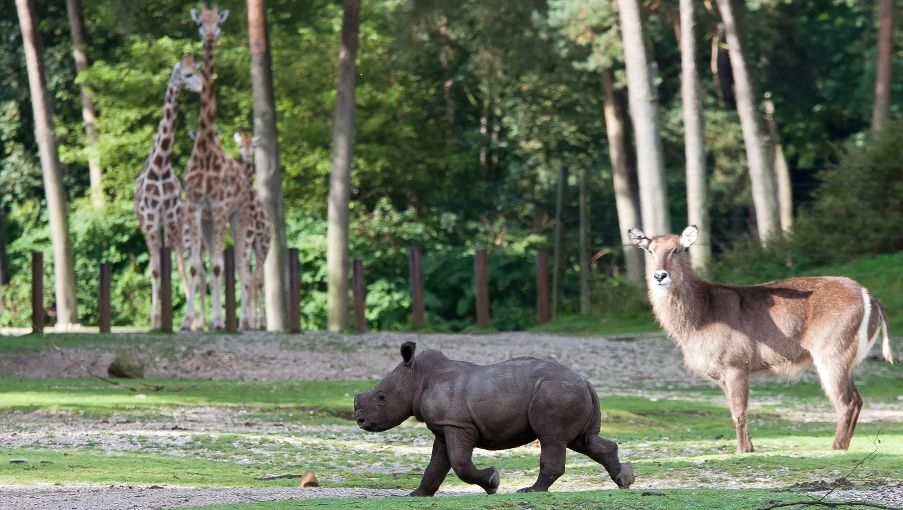 un1ri4xnv006xskiyxht19cqw koninklijkeburgerszooarnhemneushoorntheokruse 2