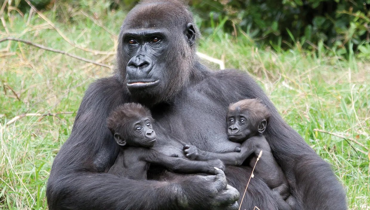 uvyzeivkiknwsbbokm18aq6rx gorillatweelingtheokrusekoninklijkeburgerszoo