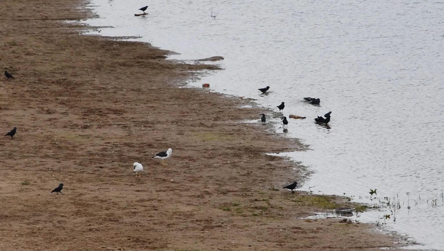 vogels stadsblokken arnhem nieuws 2