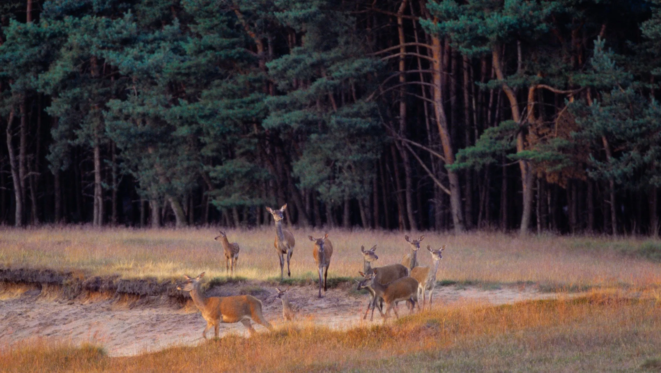 wild spotten vanuit je luie stoel jurjen drenth