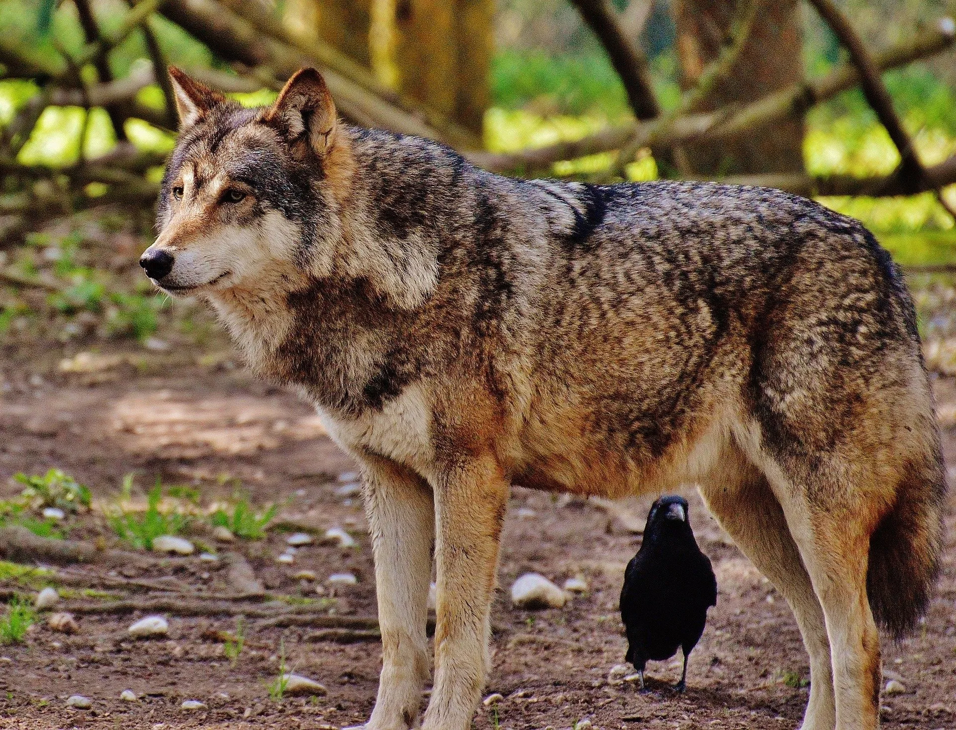wolf 1350006 1920