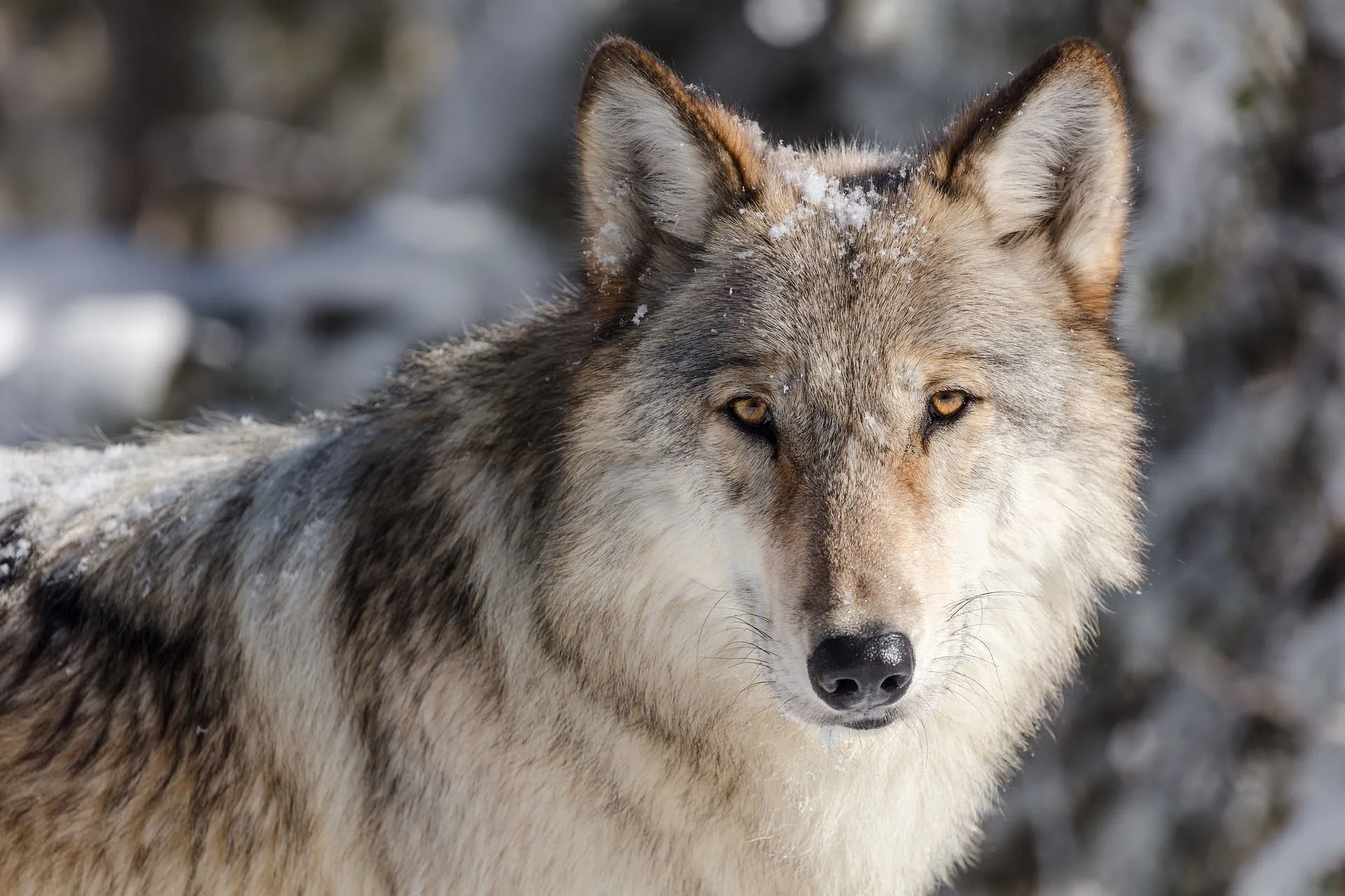 wolf 3818343 1920