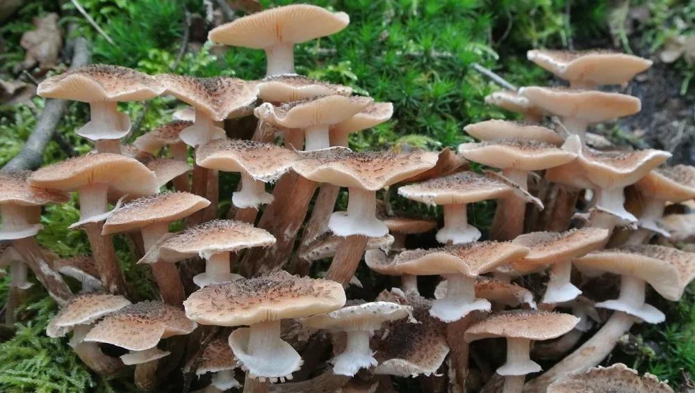 xkhecltimsd36w29o8fojyuud honingzwam ruud knolglk