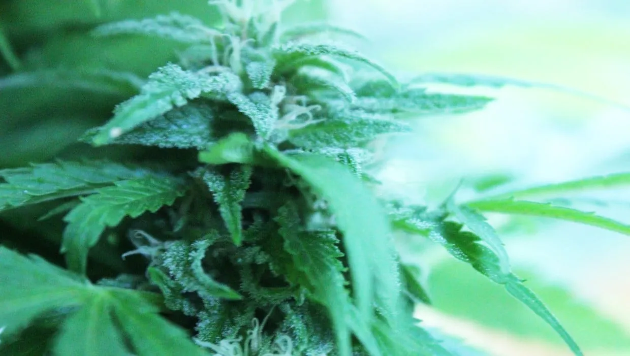 yr6by3t4a89jnjitub4ijpg06 wiet