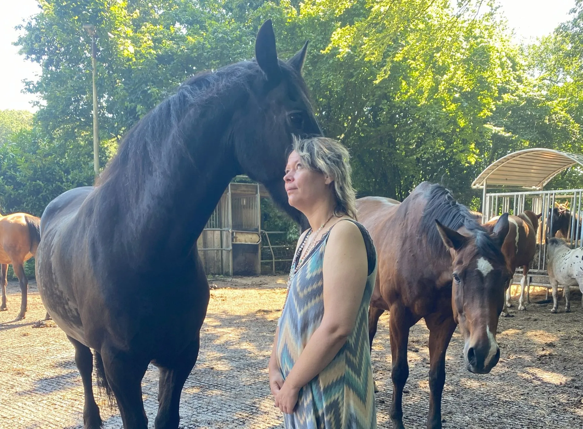 traject bij de paarden herstel na kanker