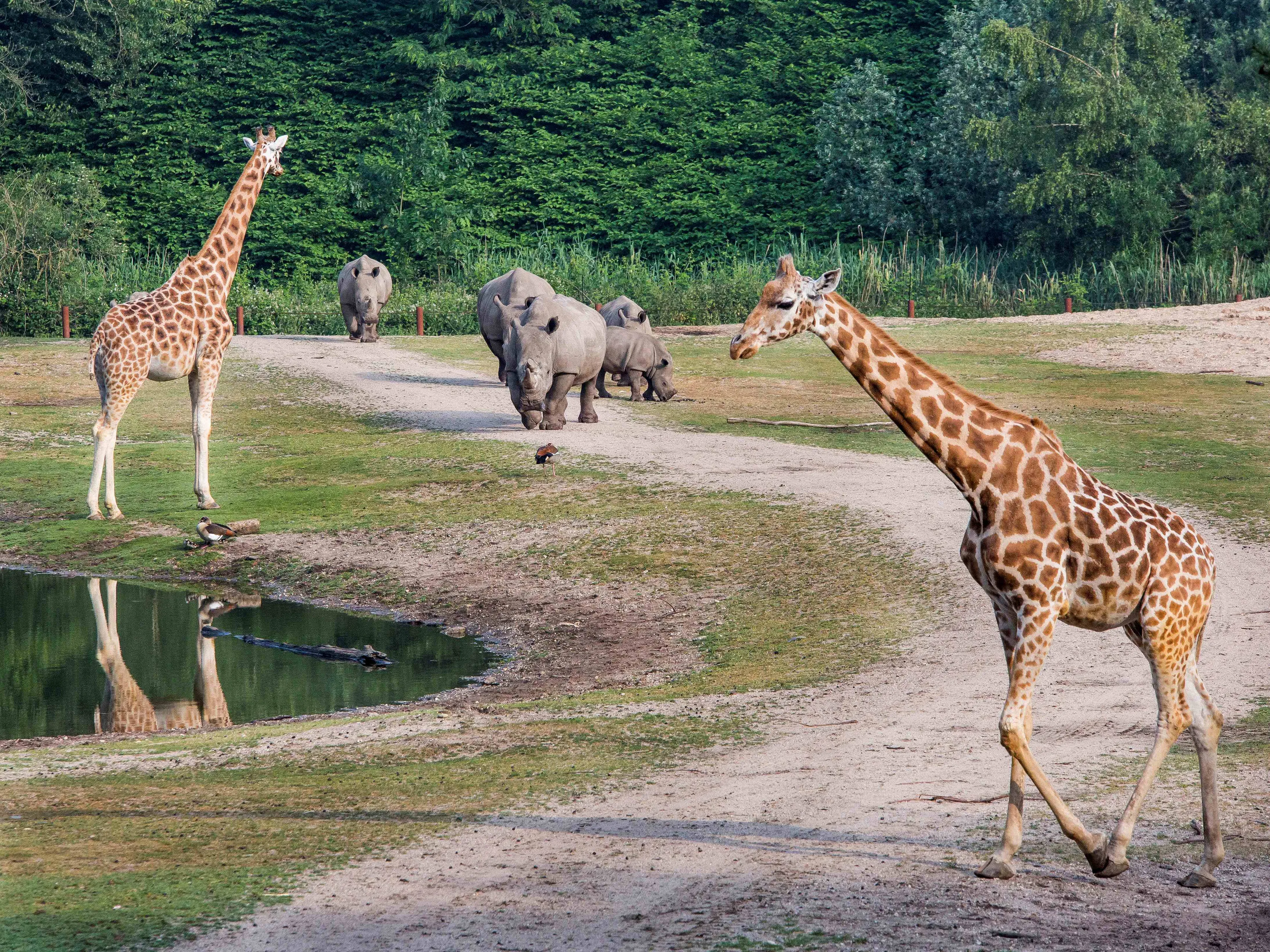 burgers safari