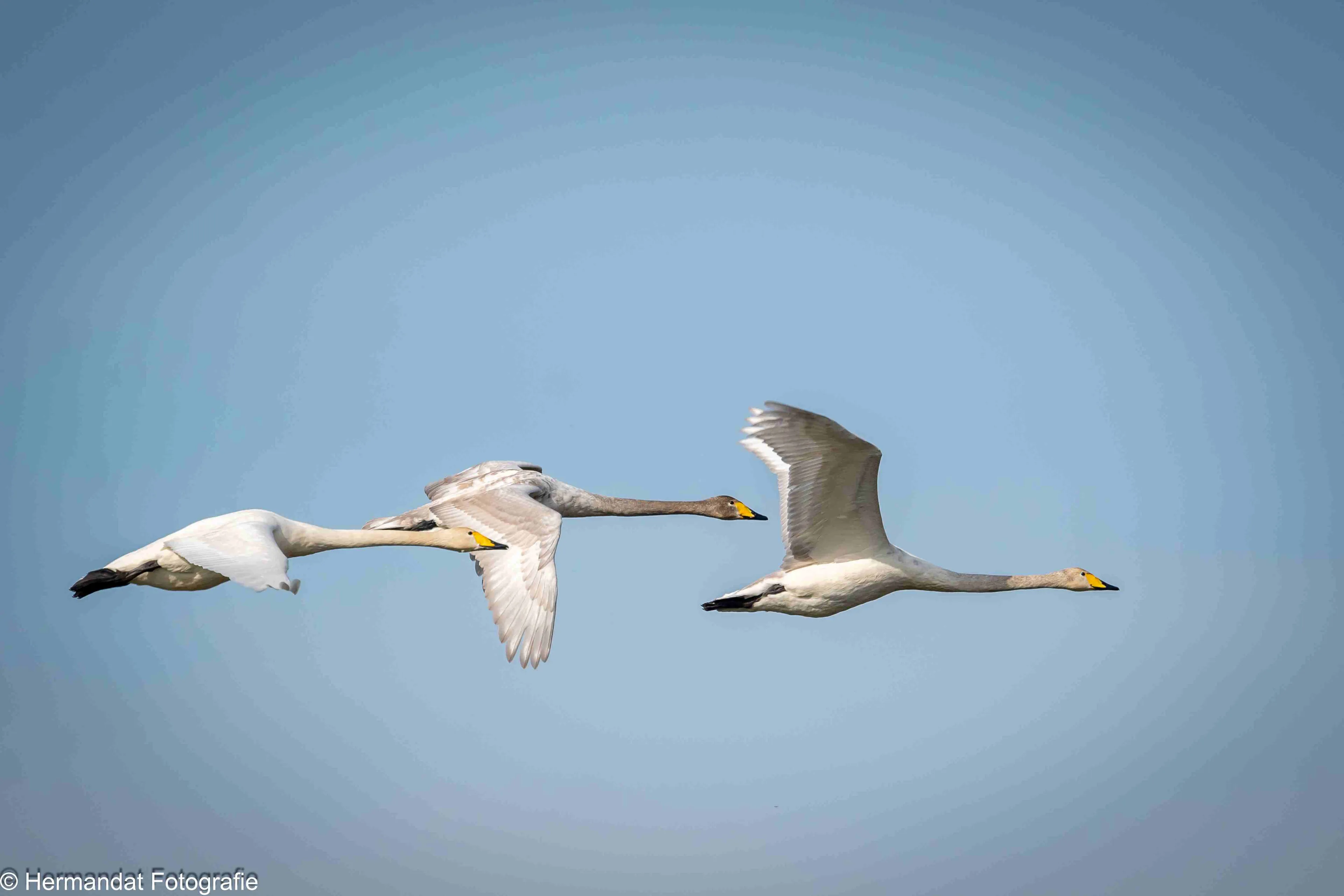 park lingezegenbelevenis hernen kasteel torenton rathgatter voor glk scaled