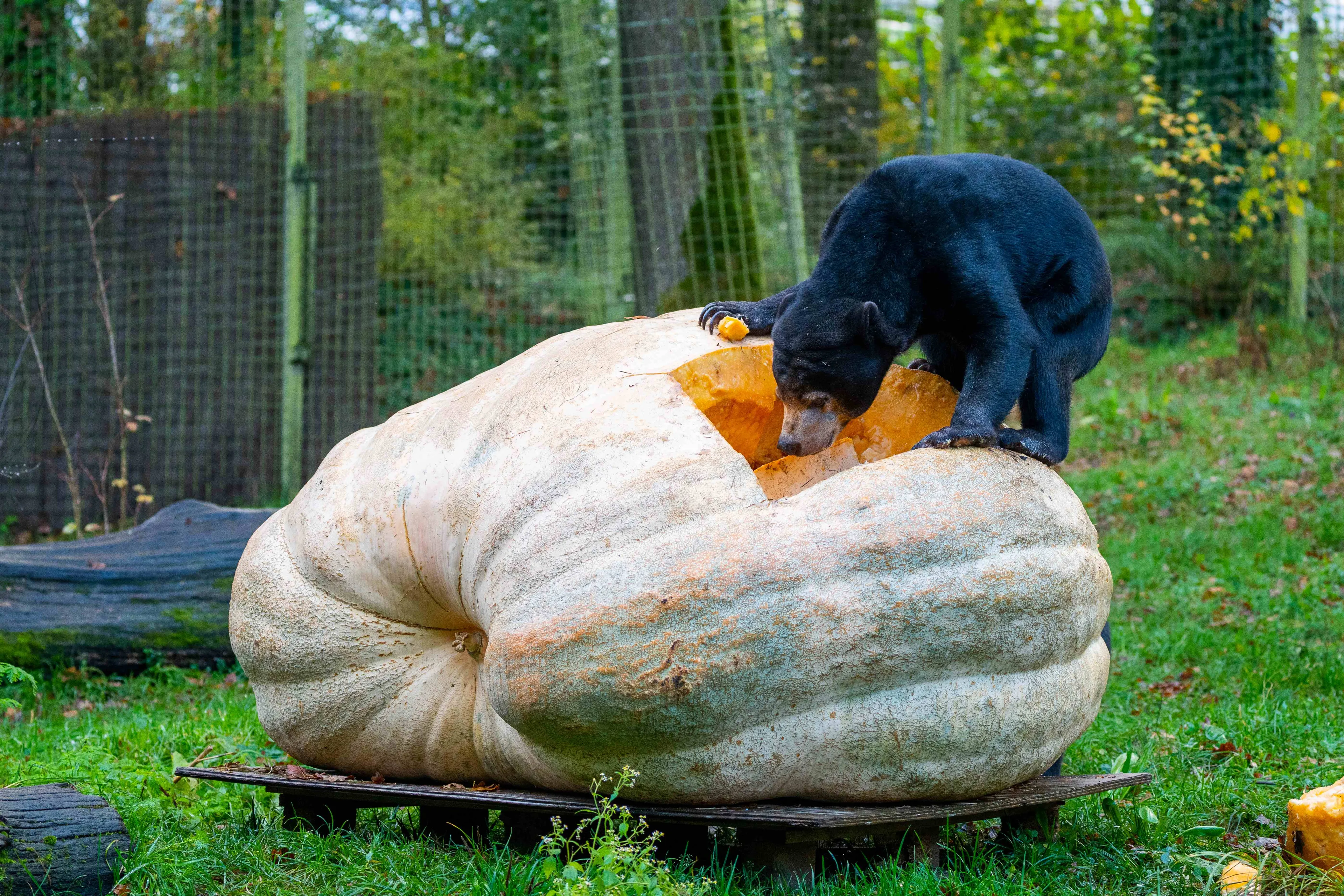 reuzenpompoen maleise beren 4ruben huis in t veldkoninklijke burgers zoo
