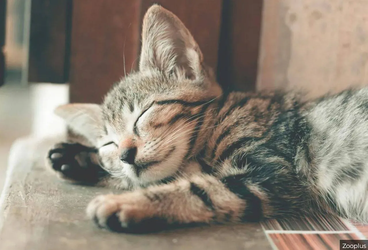 kattencafe steeds populairderzooplus