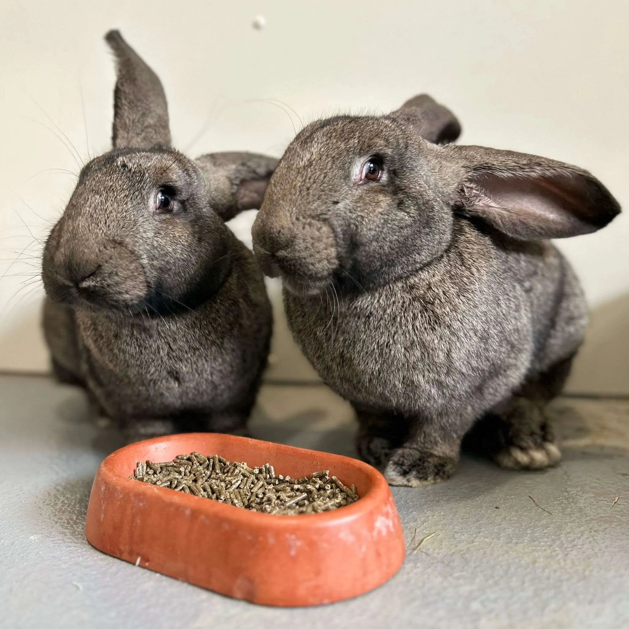 amber en fleur 3