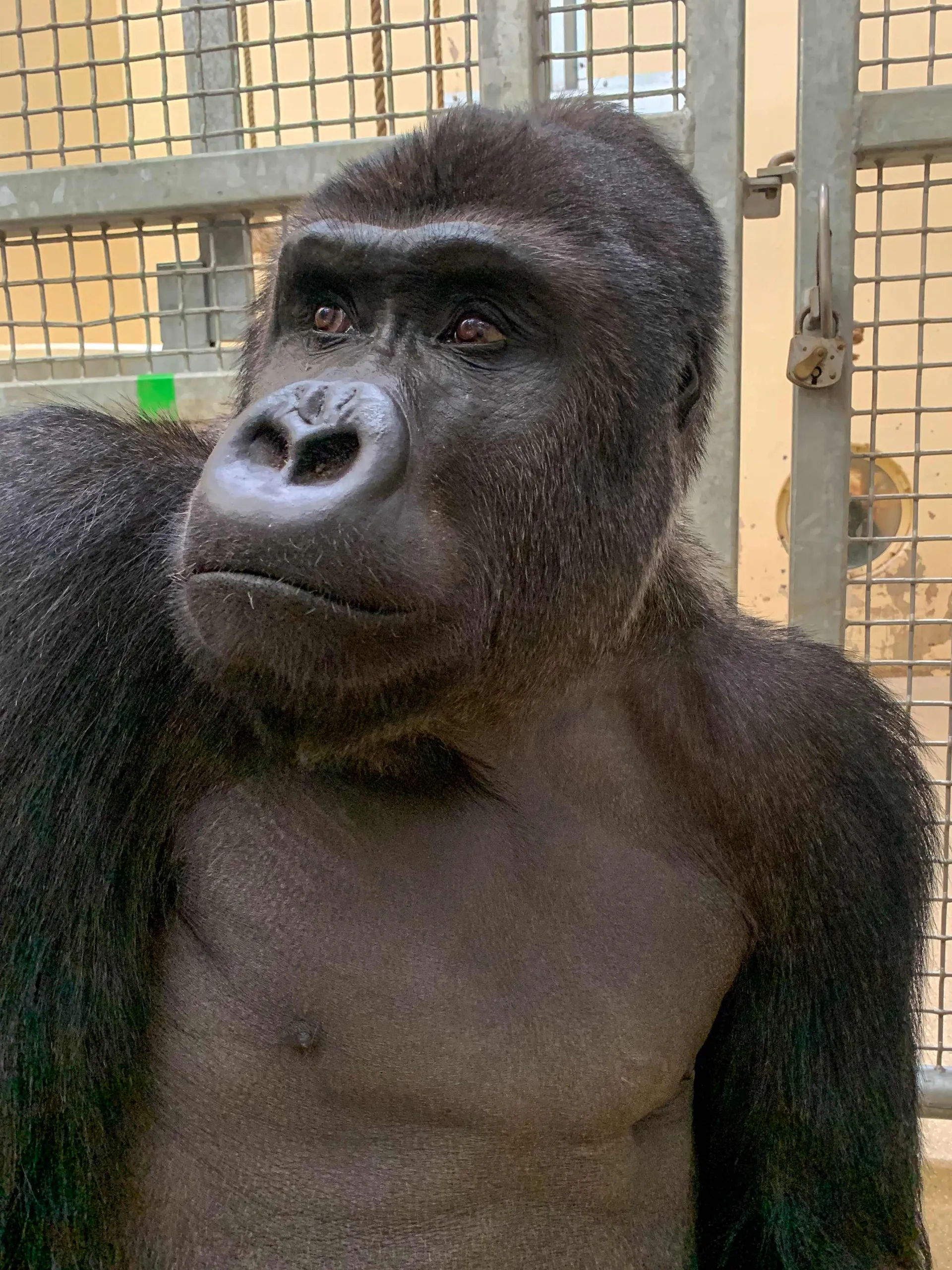 gorillamannetje ruben huis in t veld koninklijke burgers zoo3