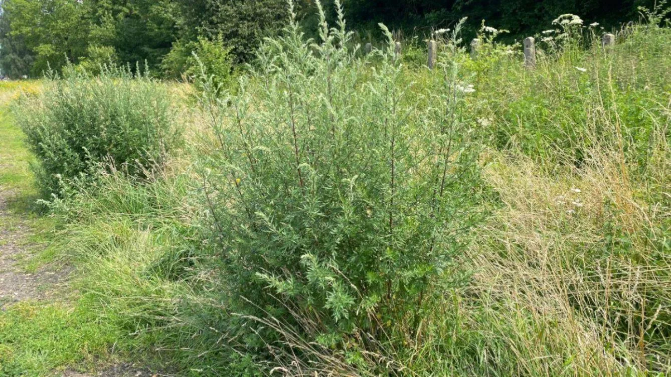 Bijvoet produceert veel pollen.pollennieuws.nl