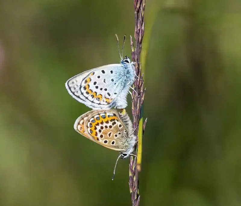 geef vlinders het leven geldersch landschap en kasteelenronald oost