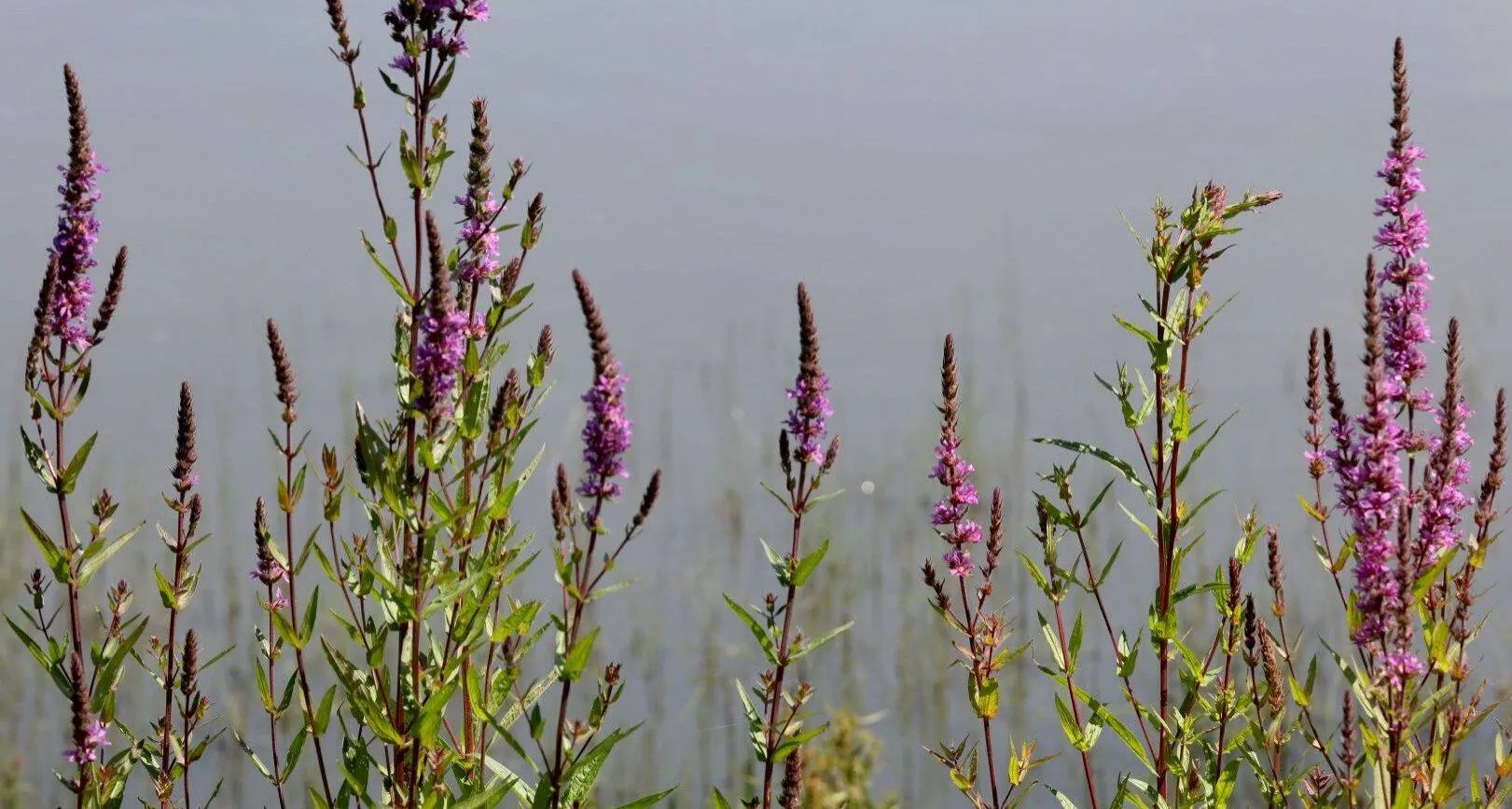 Hans Bartens.Milieu en Natuur Gelderland