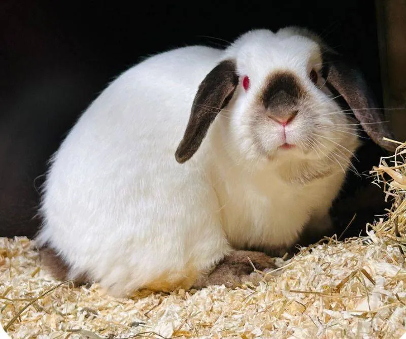 Jills.1. Dierentehuis Arnhem