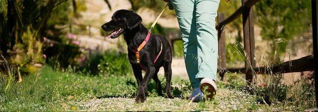 hills-pets-walkable-cities