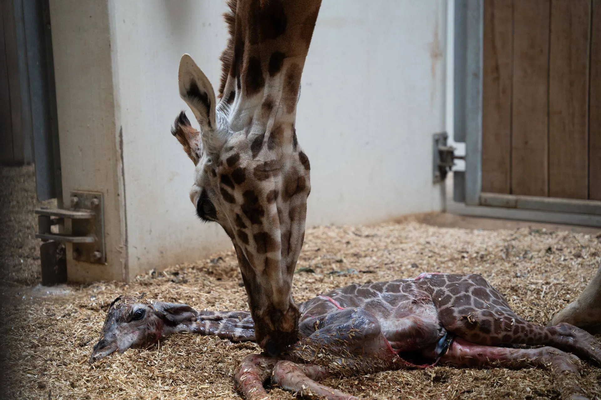 Geboorte-giraffe-4