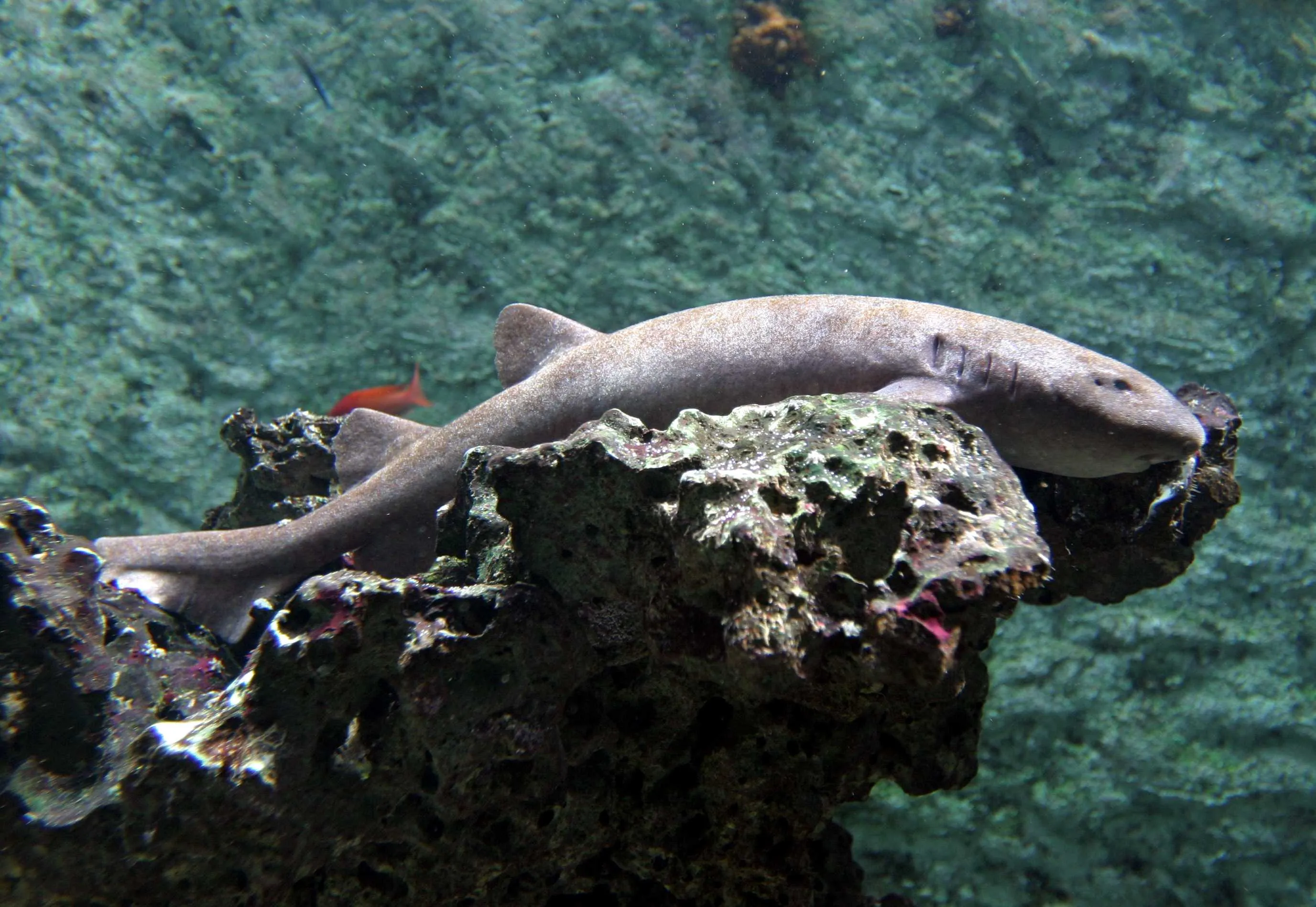 Haaien.De ernstig bedreigde kleine verpleegsterhaai.-Foto-Artis.-Ronald.van Weeren