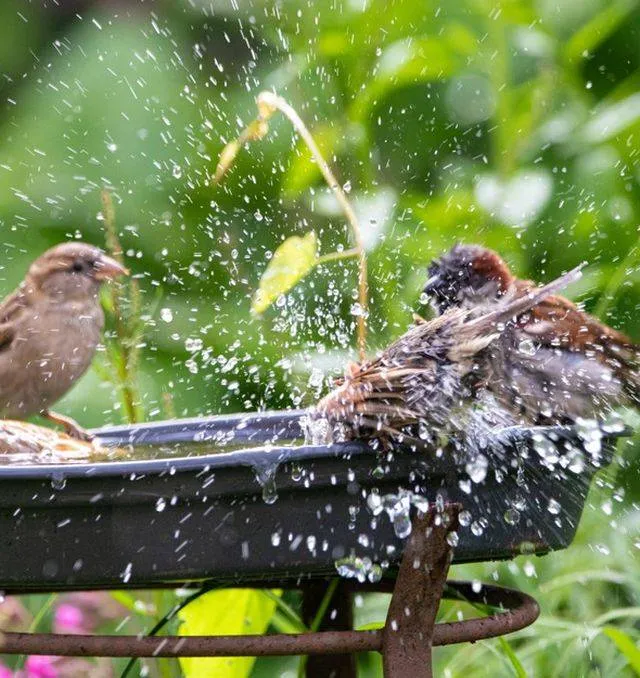 Elke vogel telt! Tel mee op 30 31 januari en 1 februari Gemeente Lingewaard
