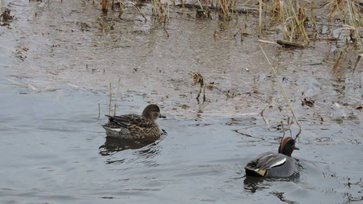 Koppeltje wintertalingen Foto.SLN