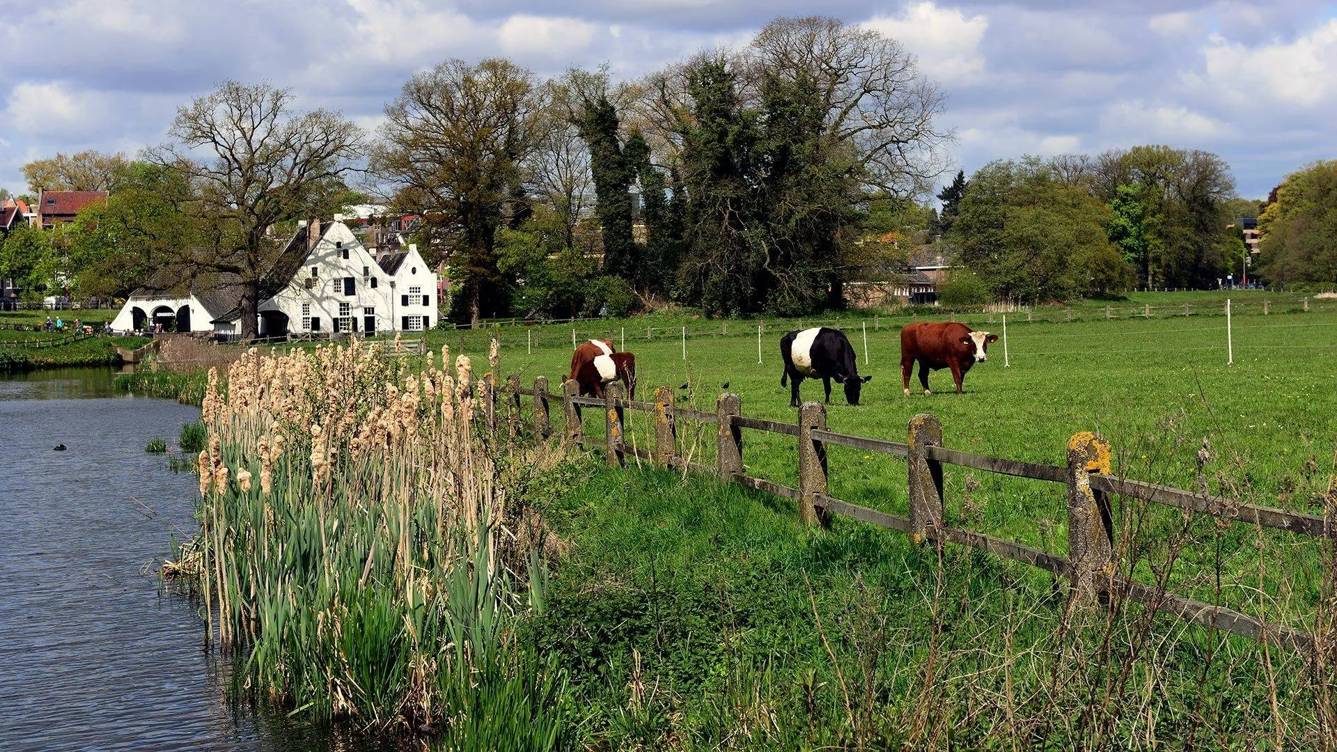 Park Sonsbeek.Natuurcentrum Arnhem.Koeien-FAM6888