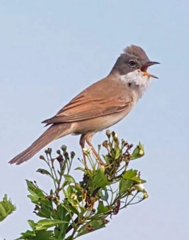 Vogelcursus voor beginners start januari 2026 -