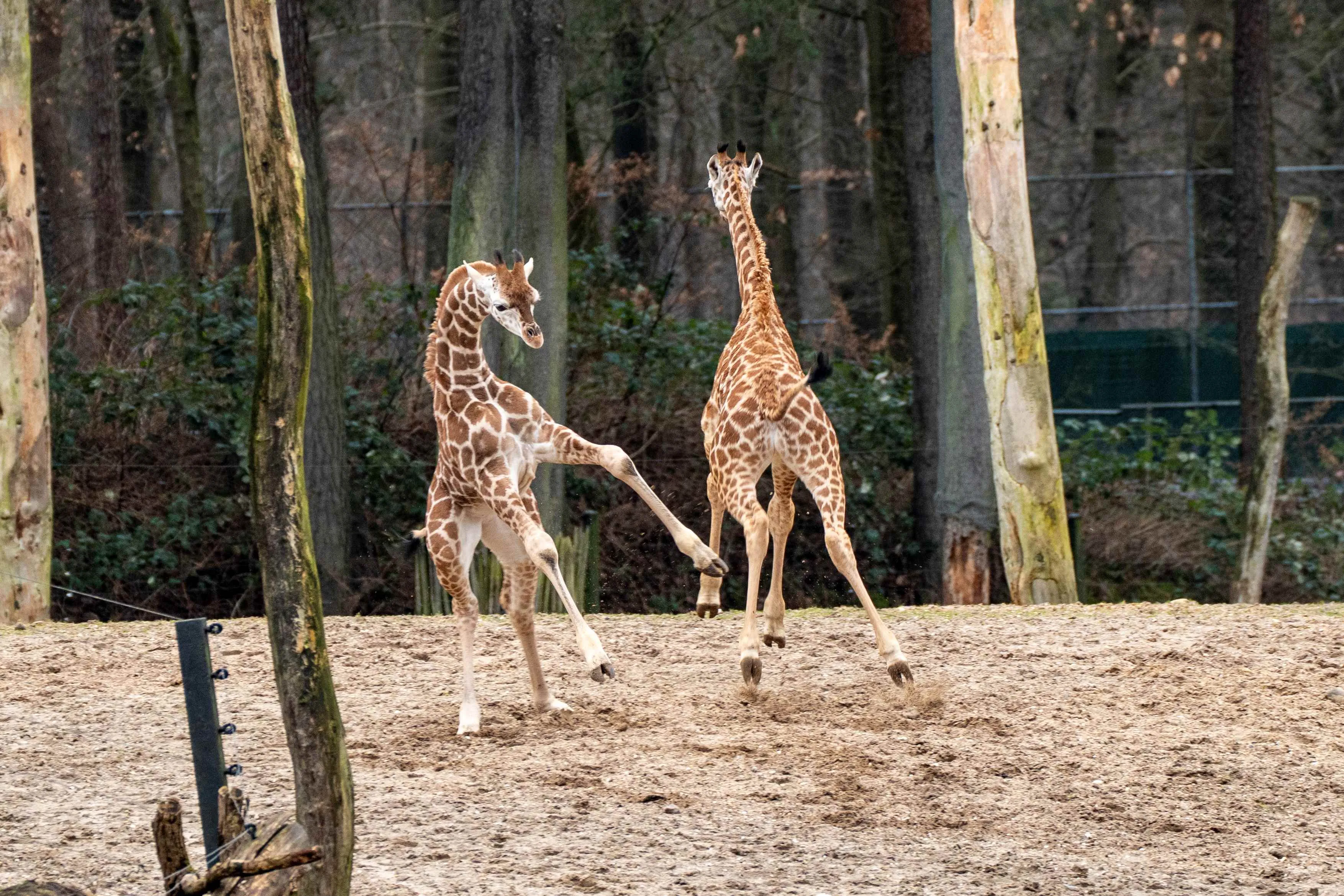Jonge-giraffen-voor-het-eerst-op-vlakte-Mira-Meijer-__2