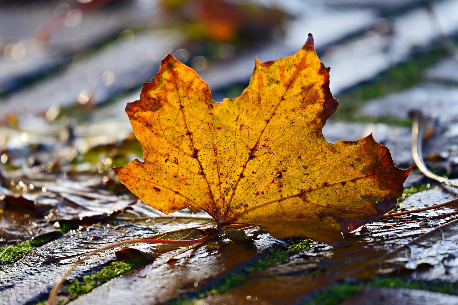 autumn leaf gf844a9b87 1920 herfstblad storm wind regen mabel amber who will one day via pixabay