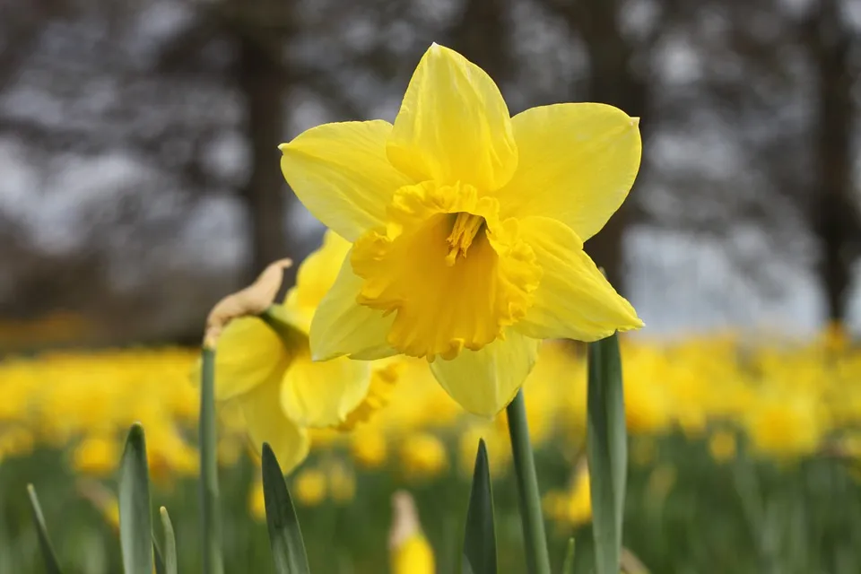daffodil 258106 960 720 narcissen