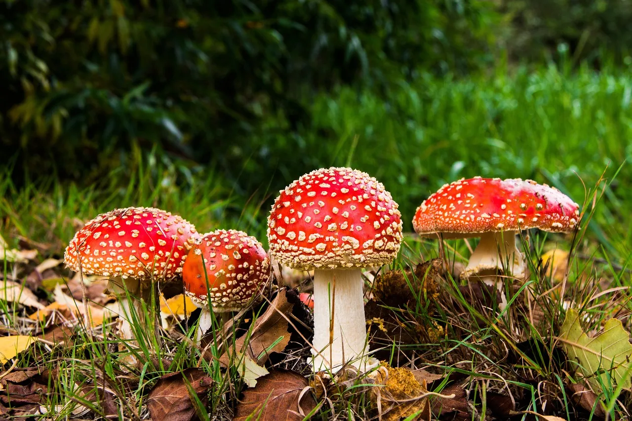 fly agaric 516281 1280 paddestoel 557453 from pixabay herfst
