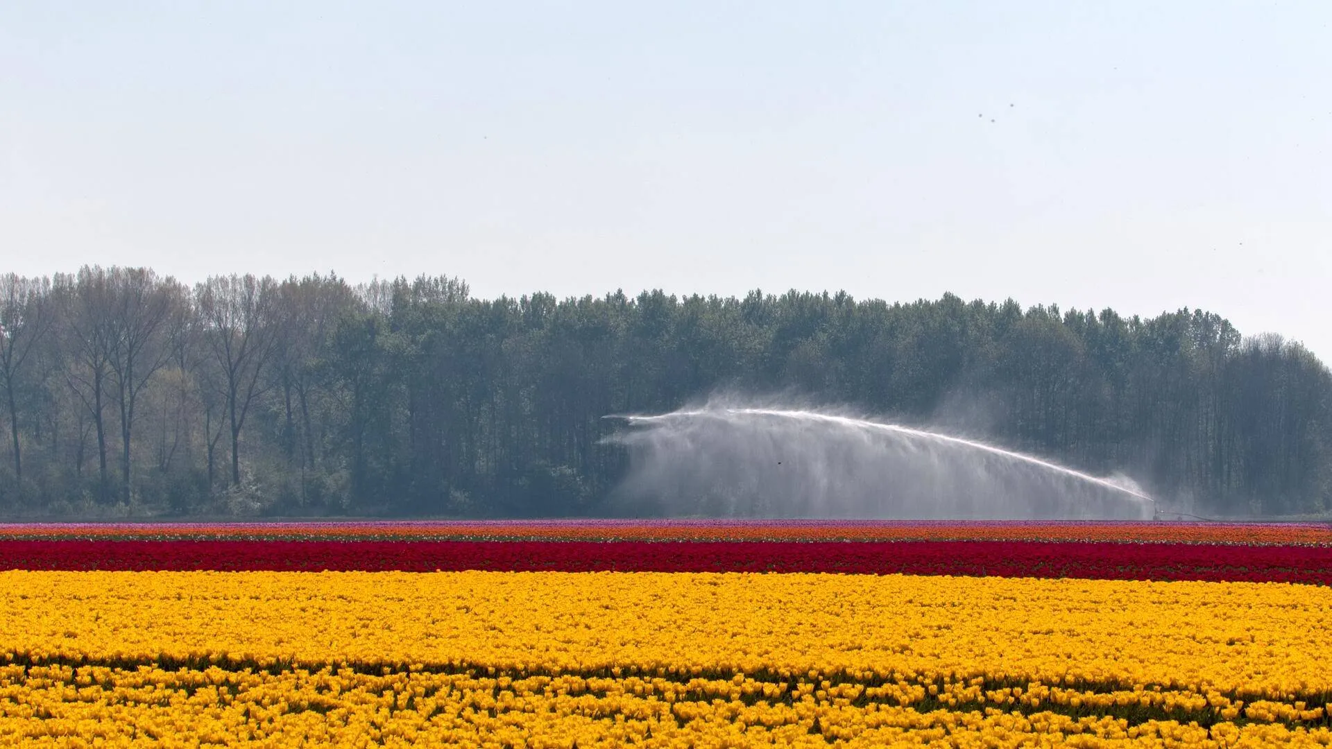 groenlinks drenthe sierteelt