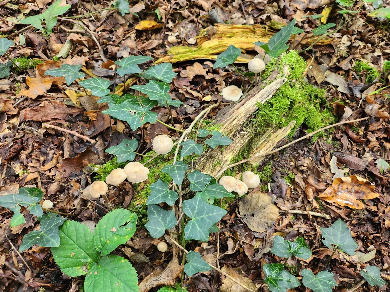 herfst paddestoelen